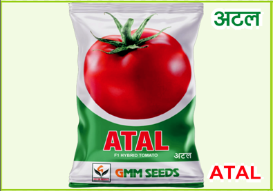 Hybrid tomato (Atal)