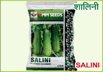 Salini (CUCUMBER)