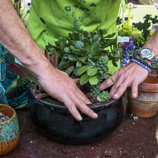 Pruning plants